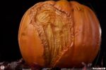 Halloween Statue 1/1 Jack-O-Lantern 31 cm - Image 4